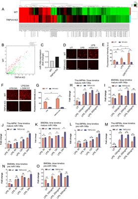 Mechanisms underlying TRPV4-mediated regulation of miR-146a expression